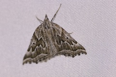 Plataea californiaria