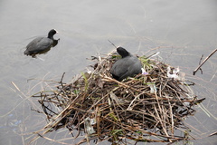 Fulica atra