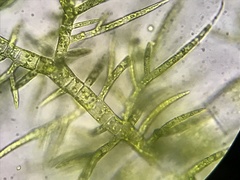 Draparnaldia glomerata