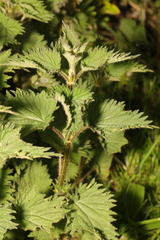 Urtica dioica