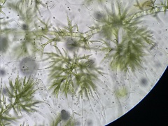 Draparnaldia glomerata