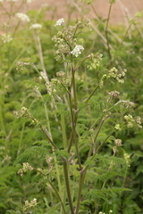 Anthriscus sylvestris