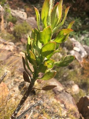 Osteospermum junceum