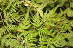 Anthriscus sylvestris