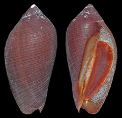 Vexilla taeniata