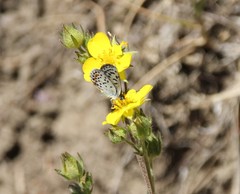 Euphilotes bernardino