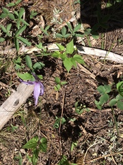 Clematis occidentalis grosseserrata