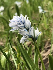 Puschkinia scilloides