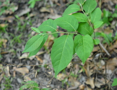 Styracaceae
