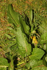 Rumex obtusifolius