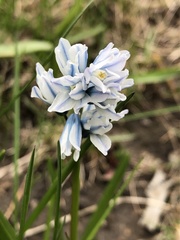 Puschkinia scilloides