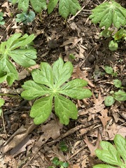 Podophyllum