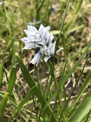 Puschkinia scilloides