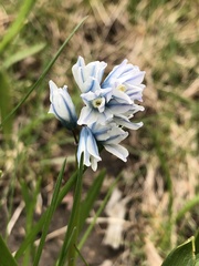Puschkinia scilloides