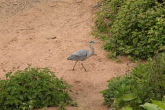 Ardea cinerea