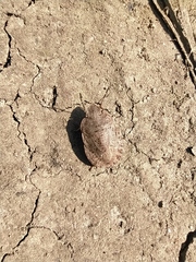 Sciocoris homalonotus