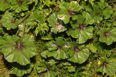 Malva sylvestris