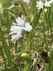 Puschkinia scilloides