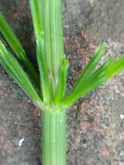 Equisetum arvense