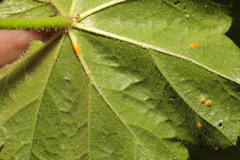 Puccinia malvacearum