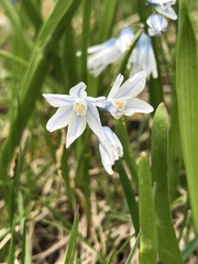 Puschkinia scilloides