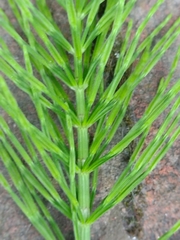 Equisetum arvense