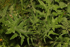 Cirsium vulgare