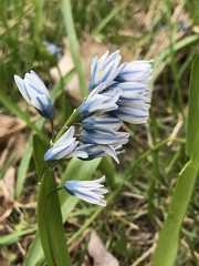 Puschkinia scilloides