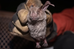 Artibeus jamaicensis
