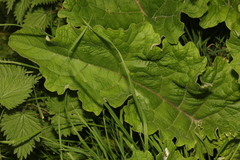 Arctium minus