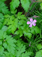 Geranium robertianum