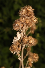 Arctium minus