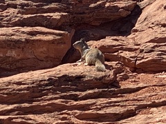 Otospermophilus variegatus