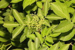Sambucus nigra