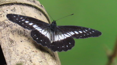 Catasticta flisa flisoides