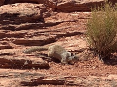 Otospermophilus variegatus