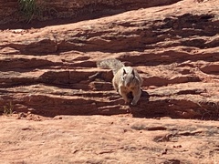Otospermophilus variegatus