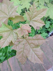 Acer platanoides