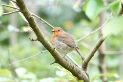 Erithacus rubecula