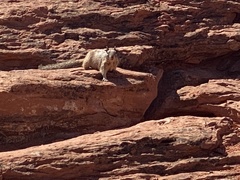 Otospermophilus variegatus