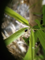 Plagiodera arizonae
