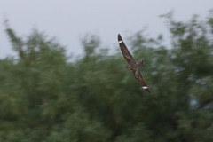 Chordeiles acutipennis