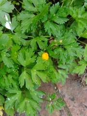 Ranunculus repens