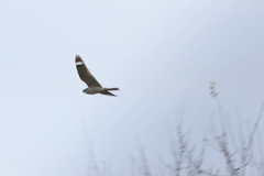 Chordeiles acutipennis