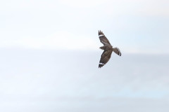 Chordeiles acutipennis