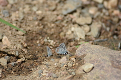 Euphilotes ancilla