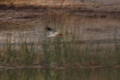 Recurvirostra americana