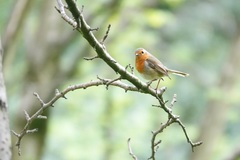 Erithacus rubecula