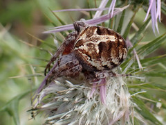 Agalenatea redii