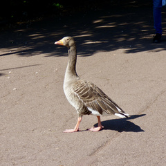 Anser anser